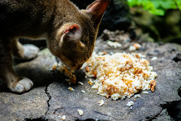 A puspin cat eating rice and scraps outdoors on a stone surface.