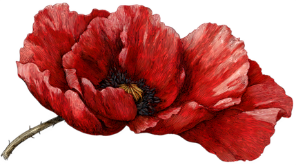 red poppy drawn in vintage bot  isolated on white