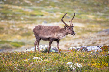 Majestic reindeer standing in the lush landscapes of Norway during summer