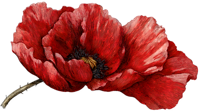 red poppy drawn in vintage bot  isolated on white