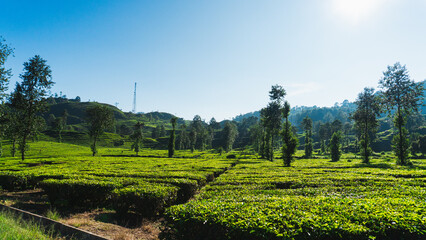 Beautiful scenic atmosphere with beautiful and freshness morning at Ciwidey Tea Plantation, West Java, Indonesia.