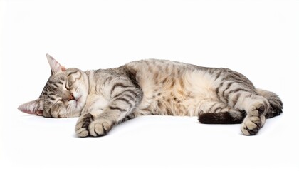 sleeping cat lying down