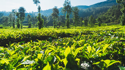 Beautiful scenic atmosphere with beautiful and freshness morning at Ciwidey Tea Plantation, West Java, Indonesia.
