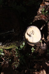 Hevea brasiliensis or Rubber Tree at Dharmasraya West Sumatera