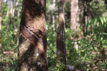 Hevea brasiliensis or Rubber Tree at Dharmasraya West Sumatera