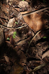 Brown Dry Leaf in the Rubber Garden