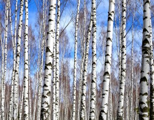 Obraz premium Birch trees under a vibrant blue sky