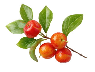 Close-up of a branch with several small, vibrant red and orange, cherry-like fruits, surrounded by fresh green leaves