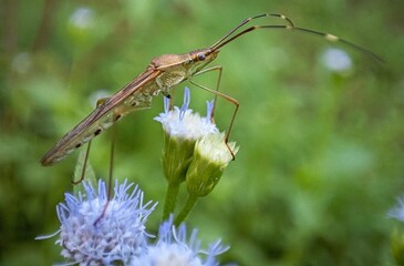 A close-up of a long-legged insect perched on delicate purple wildflowers, with its slender antennae extended against a lush green background.