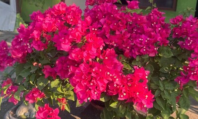 A vibrant cluster of pink bougainvillea flowers in full bloom, glowing under the sunlight with lush green leaves, creating a stunning tropical garden display.