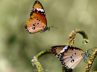 Two vibrant butterflies captured in perfect detail—one in flight, the other perched on a curved stem—set against a soft, blurred green background.