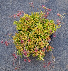 Cotyledon papillaris mature succulent plant