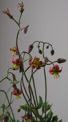 Cotyledon papillaris mature succulent plant flower