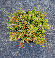 Cotyledon papillaris mature succulent plant