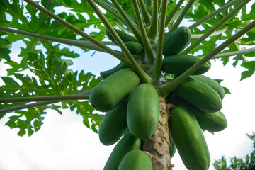 Low-angle shot of a green papaya tree loaded with unripe fruits and large leaves against a bright...