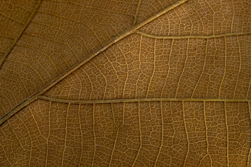 Macro shot of a dry brown leaf showing intricate vein patterns and natural texture, highlighting...
