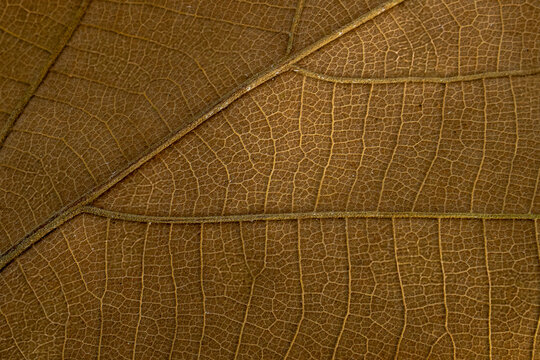 Macro shot of a dry brown leaf showing intricate vein patterns and natural texture, highlighting the delicate structure and organic design of foliage.