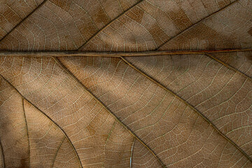 Detailed close-up of a dry brown leaf highlighting its intricate vein pattern and delicate surface...