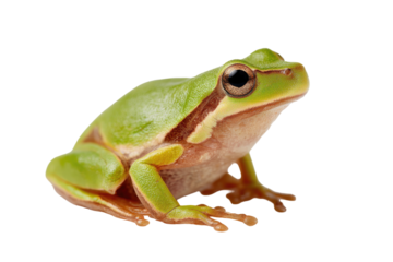 Close-up of a small, vibrant green frog.  Distinct light-brown/tan markings on its belly and legs.  Dark eyes, small and focused.  Isolated on black background