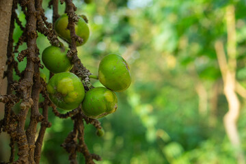 Green figs growing directly from tree trunk in tropical forest. Natural lighting and soft blur background emphasize freshness, texture, and raw organic fruit detail.