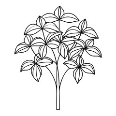 umbrella-plant flower isolated on white