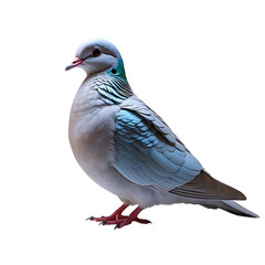 Obraz premium Elegant emerald dove isolated on transparent background, showcasing its vibrant plumage