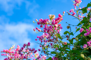 Bright pink coral vine flowers bloom beautifully under a vivid blue sky, with green leaves and delicate tendrils creating a charming and colorful natural scene.