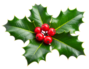 Cartoon Holly Leaves and Berries with Bold Outline – Transparent PNG