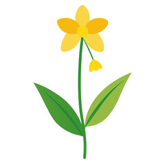 yellow flower isolated on white background