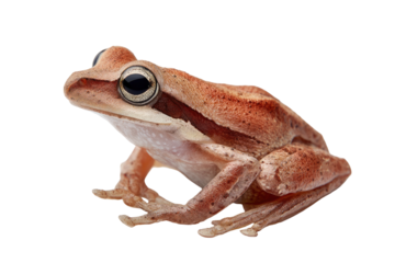 Close-up of a small, light brown frog