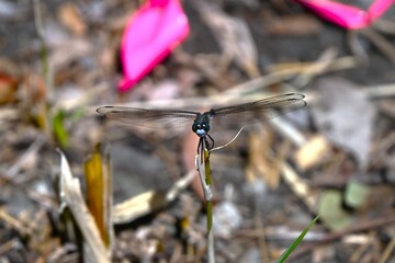 Male Common Skimmer (Orthetrum albistylum speciosum). Odonata libellulidae. The male's body is light blue, its compound eyes are blue, and its wings are transparent.