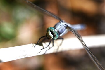 Male Common Skimmer (Orthetrum albistylum speciosum). Odonata libellulidae. The male's body is light blue, its compound eyes are blue, and its wings are transparent.