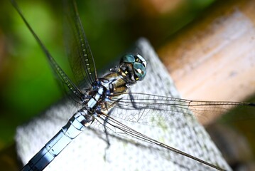Male Common Skimmer (Orthetrum albistylum speciosum). Odonata libellulidae. The male's body is light blue, its compound eyes are blue, and its wings are transparent.