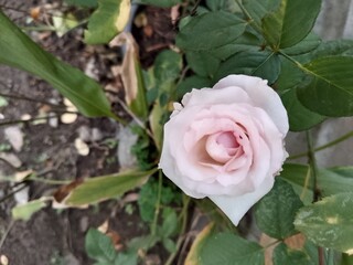 pink rose in garden