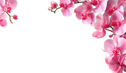 Fototapeta na wymiar Pink orchid blossoms frame a transparent background