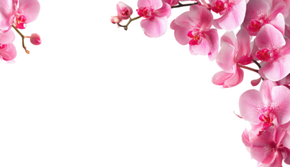 Pink orchid blossoms frame a transparent background