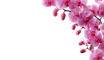 Pink orchid blossoms, close-up, black background