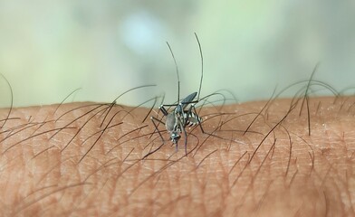 A detailed macro photograph of a female striped mosquito feeding on human blood. Aedes aegypti mosquito sucking blood, vector of Dengue fever and Zika
