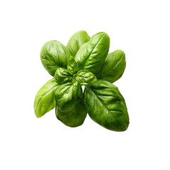 Fresh Green Basil Sprig Isolated on Black Background