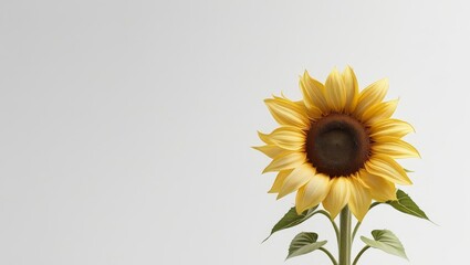 Obraz premium Top-down view of a single yellow sunflower bloom isolated on white background, high-detail petals, clean composition, no background elements, botanical closeup