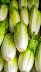 Fototapeta premium Close-up of fresh butter lettuce