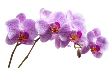 Close-up of three vibrant pink orchids, showcasing delicate petals and intricate details
