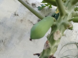 pappaya on a tree