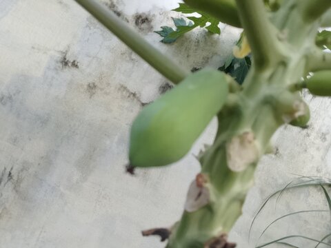 pappaya on a tree