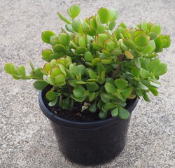 Cotyledon woodii ssp. woodii mature succulent plant
