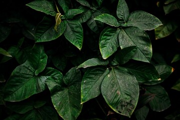 Close-Up of Lush Green Tropical Leaves with Natural Texture