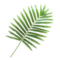 Fototapeta premium Detailed illustration of a vibrant palm leaf