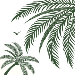 palm tree isolated on white background