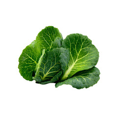 Fresh Green Cabbage Leaves with Water Droplets - Close-Up Studio Shot
