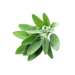 Obraz premium Fresh Sprig of Sage Leaves Isolated on Black Background